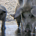 Behebung von wildschweinschäden